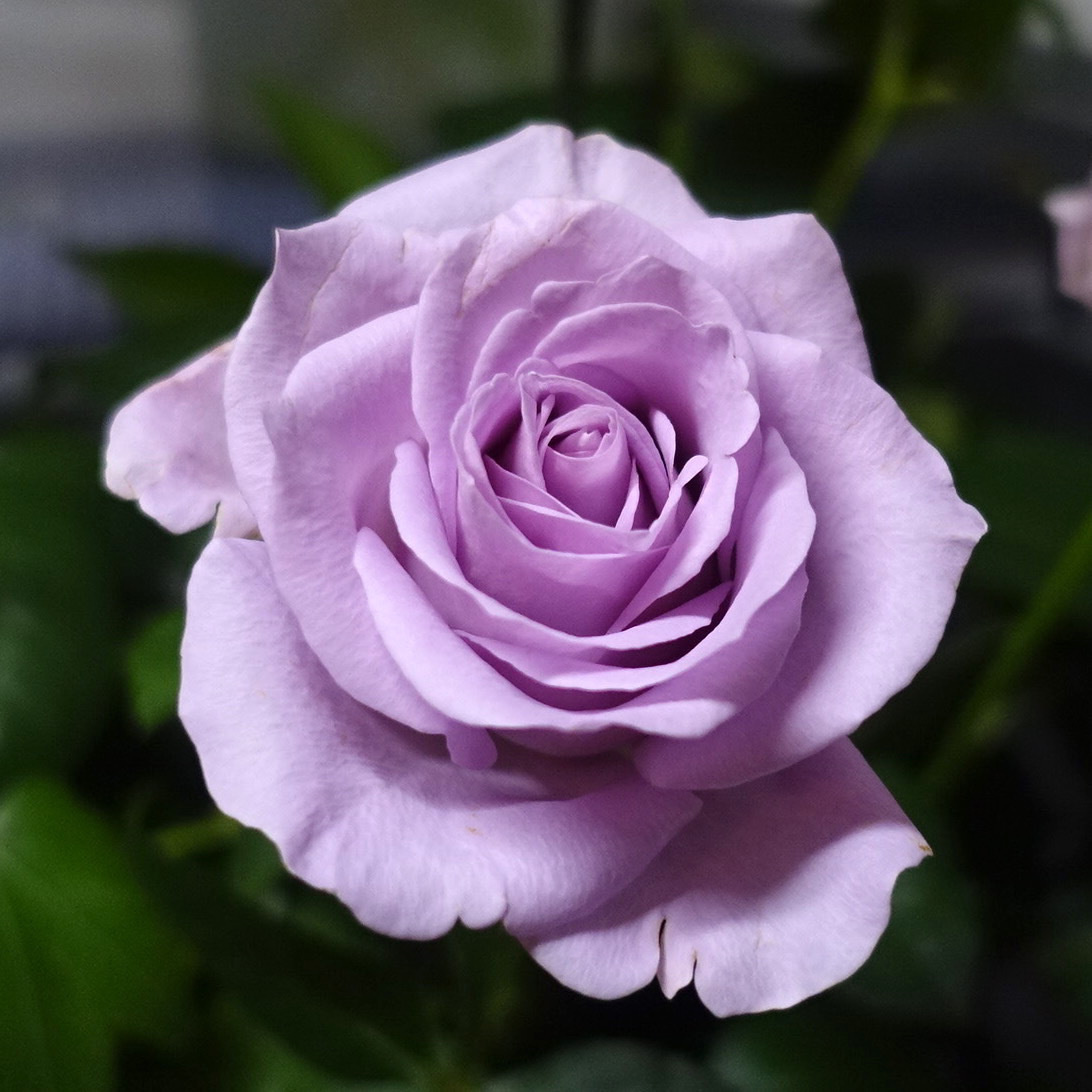 商品紹介/紫色のバラ of フラワーサロンROSY