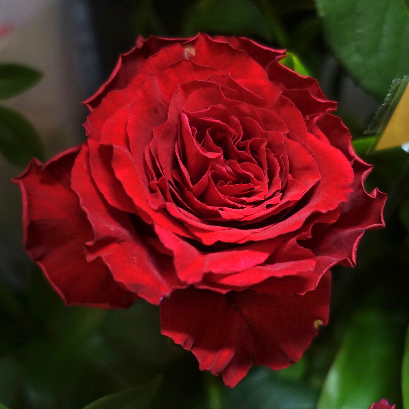 商品紹介/赤色のバラ of フラワーサロンROSY