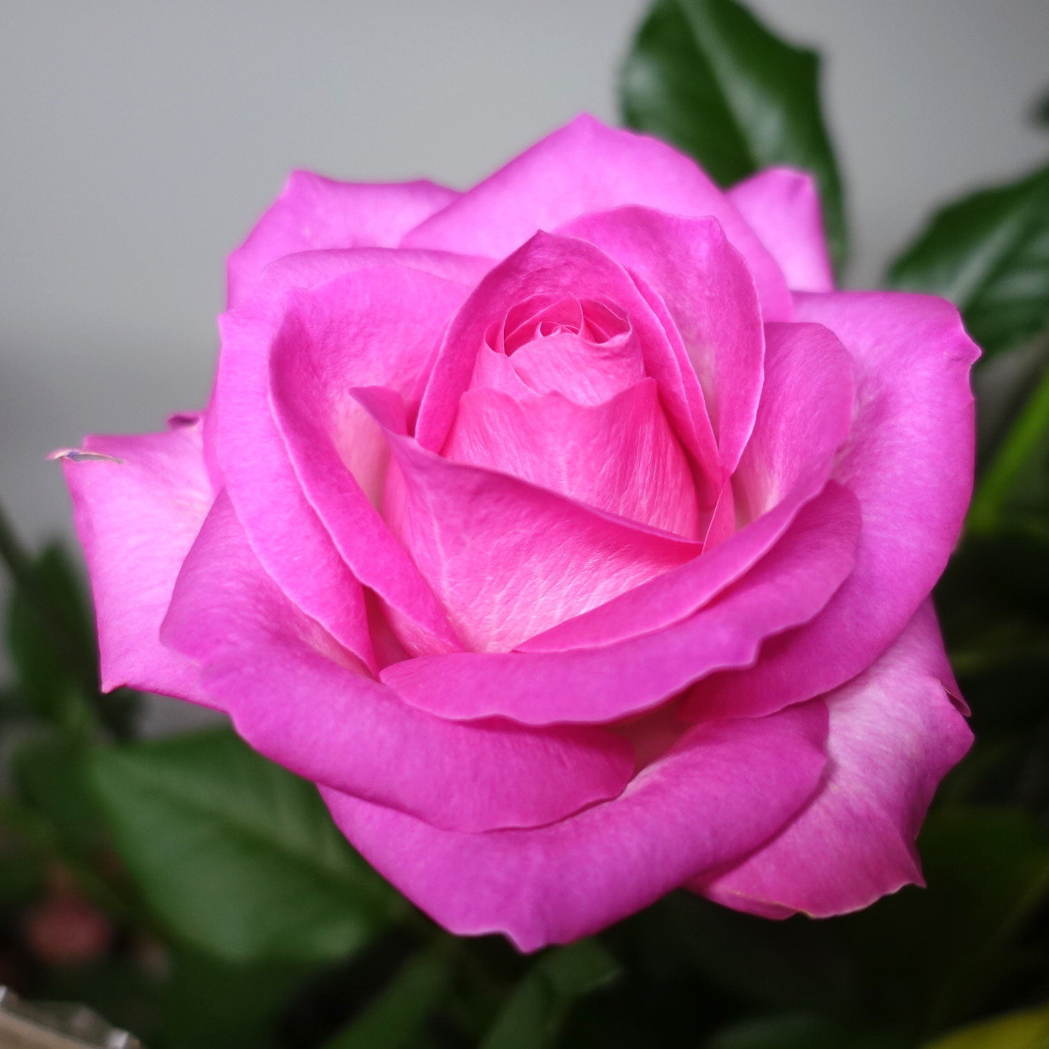 商品紹介 ピンクのバラ Of フラワーサロンrosy