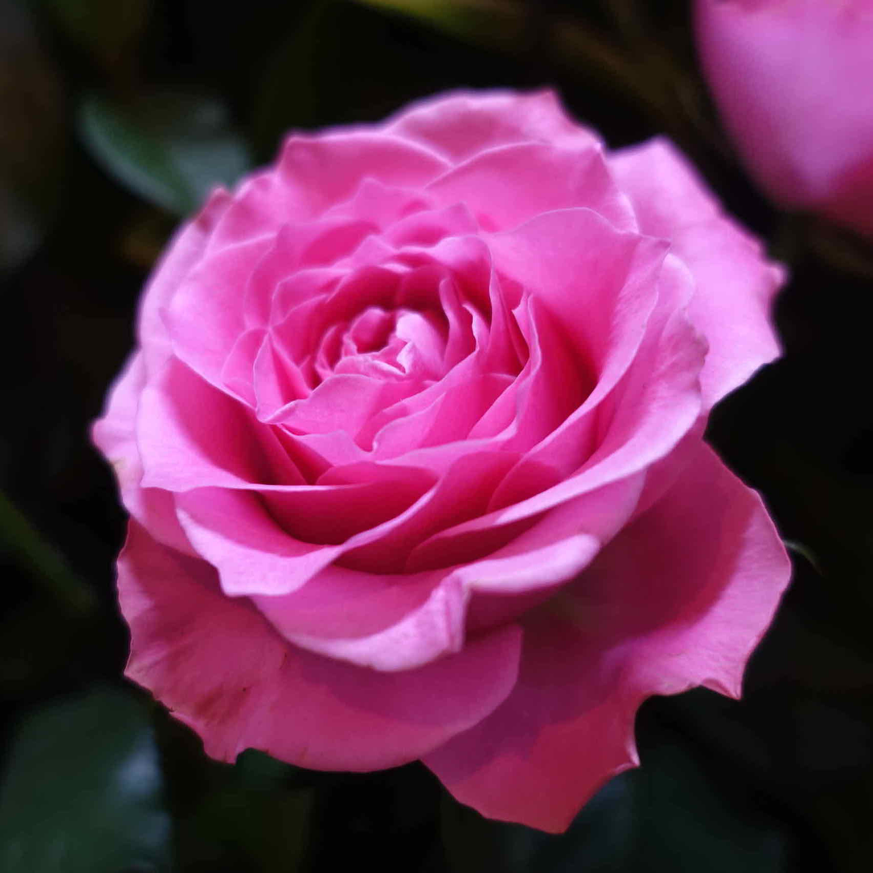 商品紹介 ピンク色のバラ Of フラワーサロンrosy 商品紹介 ピンク色のバラ Of フラワーサロンrosy