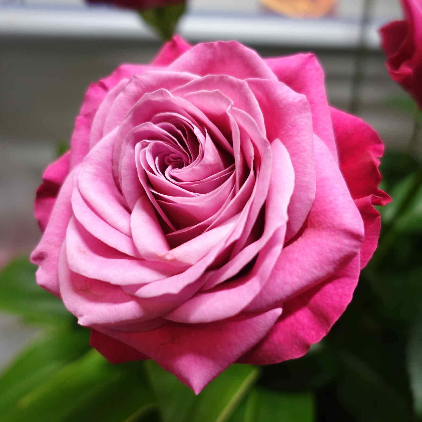 商品紹介 ピンク色のバラ Of フラワーサロンrosy 商品紹介 ピンク色のバラ Of フラワーサロンrosy