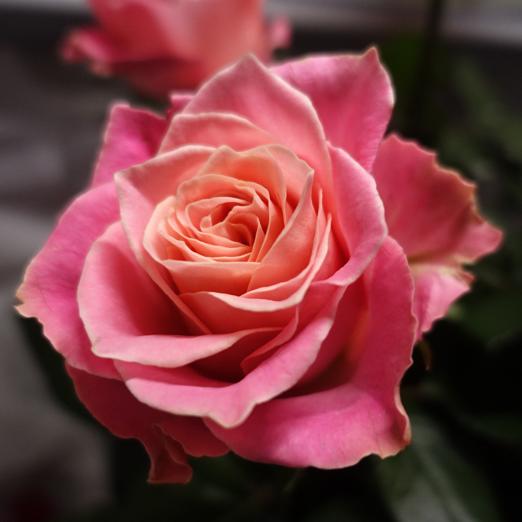 商品紹介 ピンク色のバラ Of フラワーサロンrosy 商品紹介 ピンク色のバラ Of フラワーサロンrosy