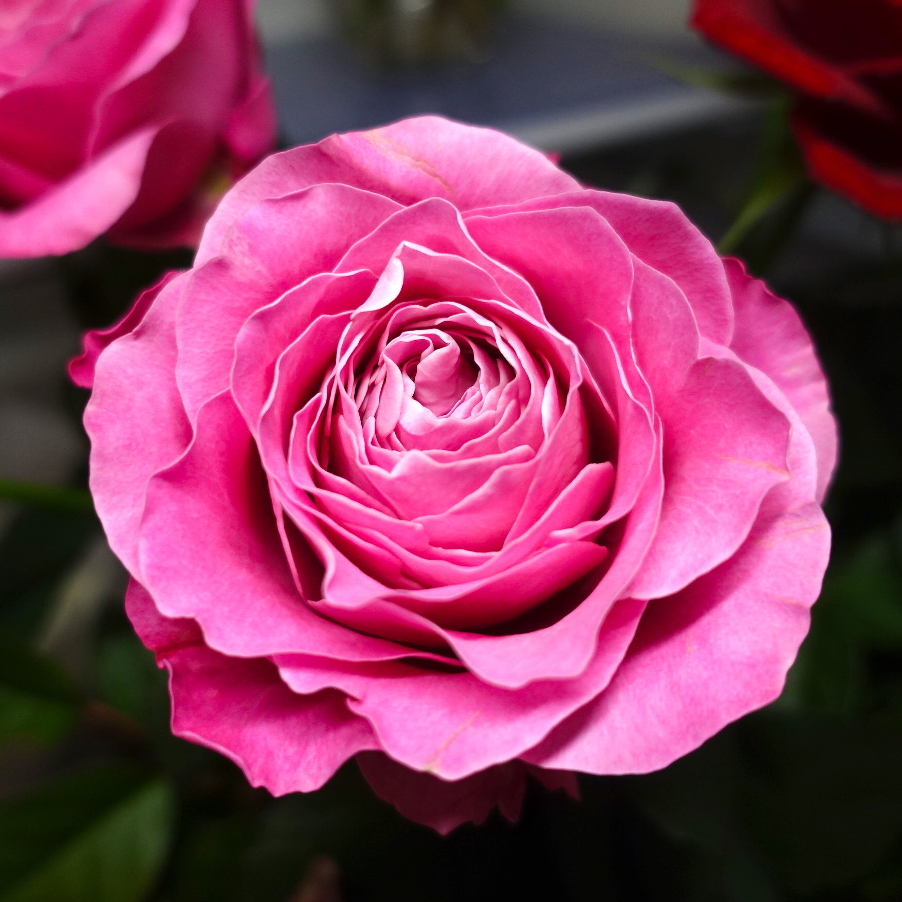 商品紹介 ピンク色のバラ Of フラワーサロンrosy 商品紹介 ピンク色のバラ Of フラワーサロンrosy