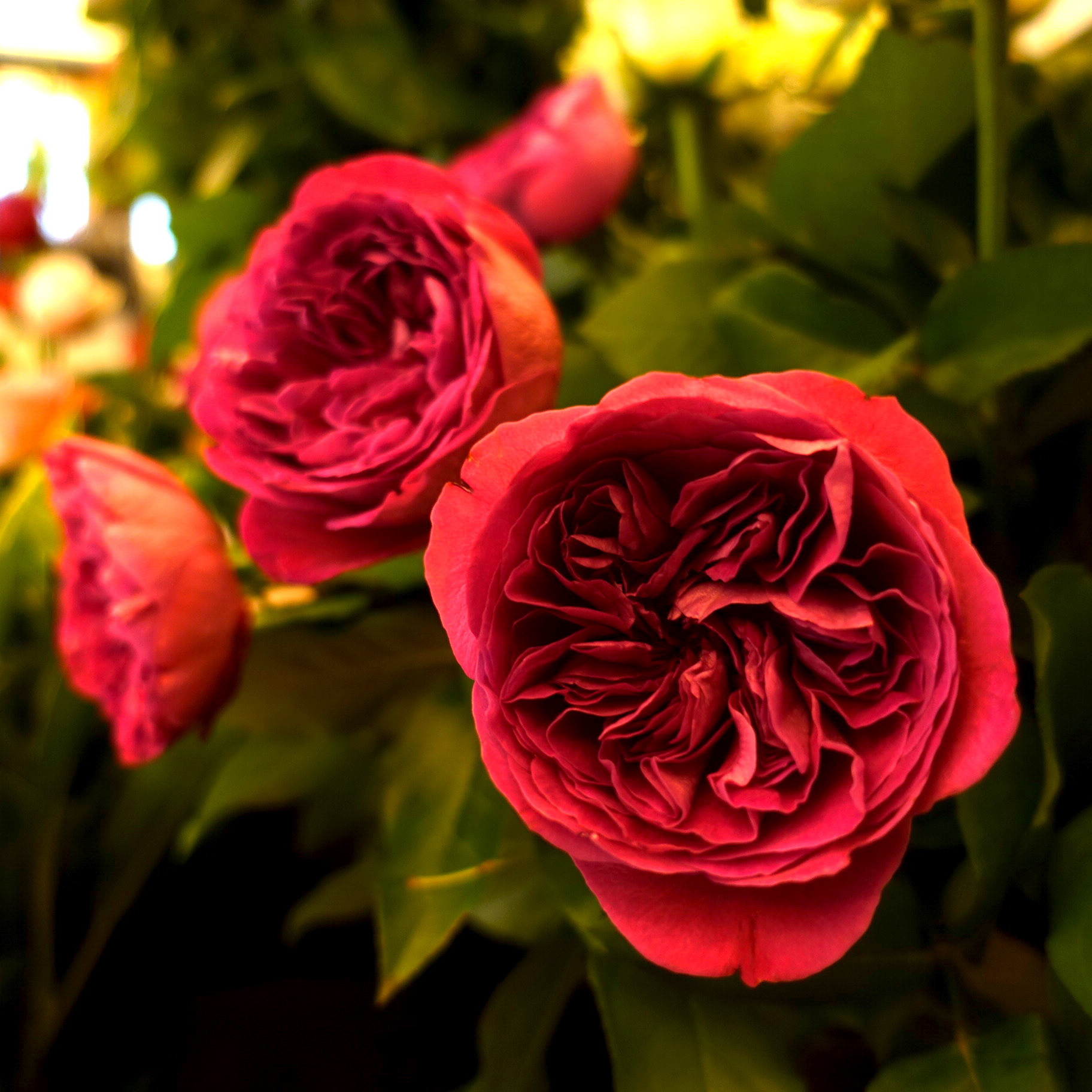 商品紹介 ピンク色のバラ Of フラワーサロンrosy 商品紹介 ピンク色のバラ Of フラワーサロンrosy