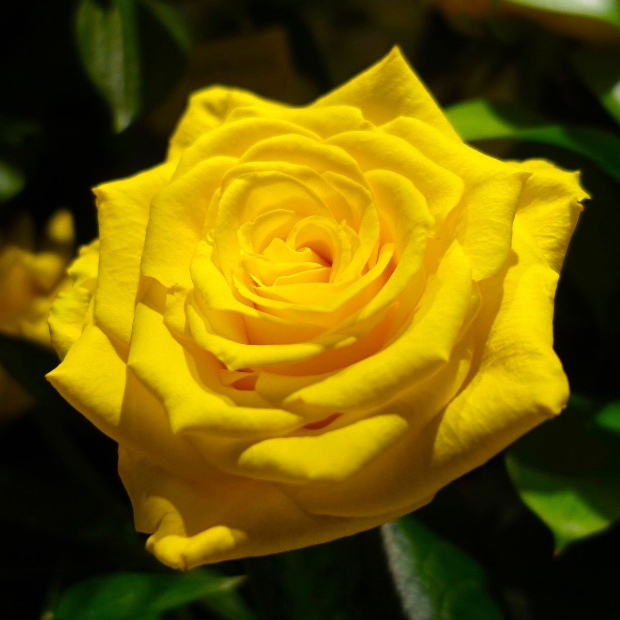 商品紹介 黄 緑のバラ Of フラワーサロンrosy