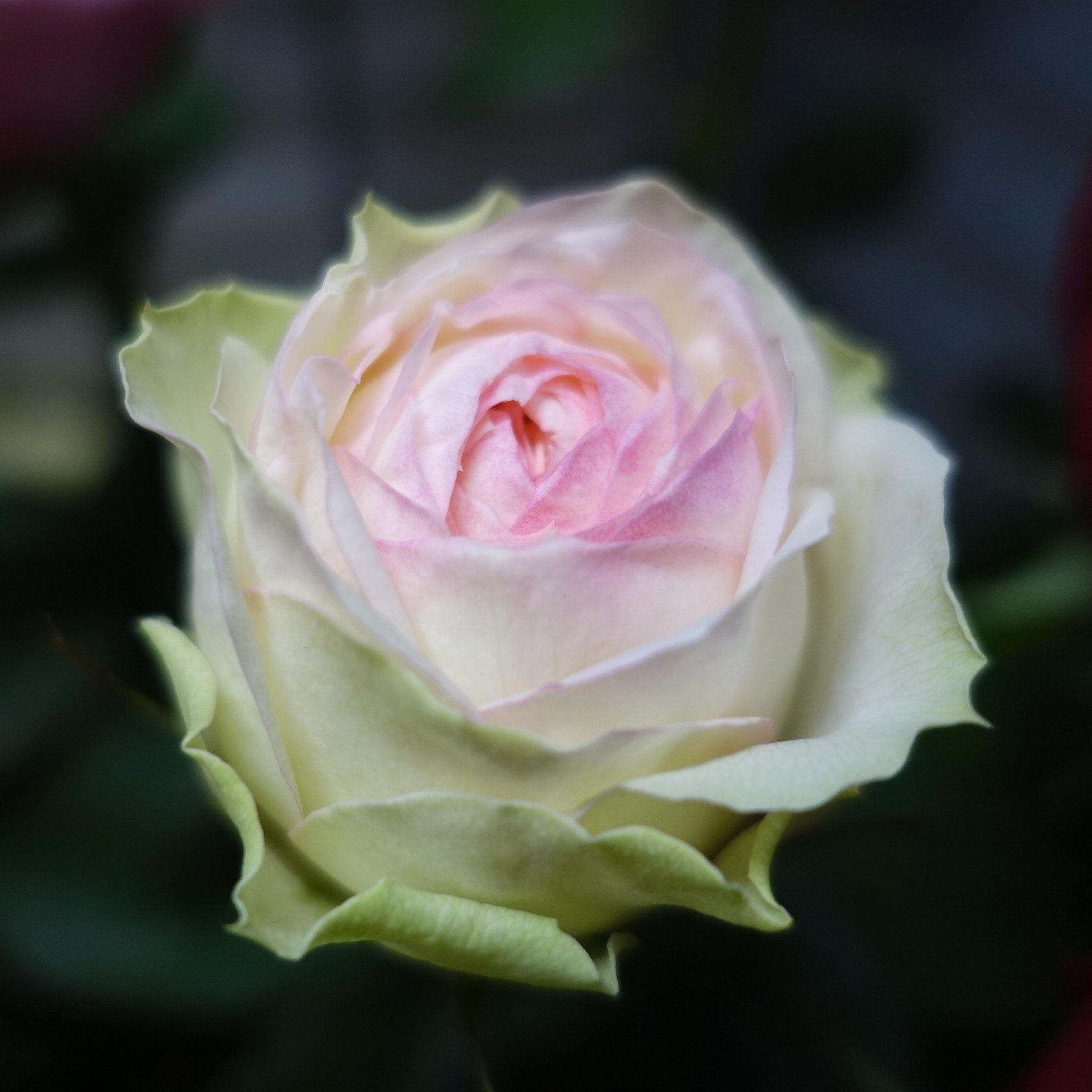 商品紹介 ミックスカラーのバラ Of フラワーサロンrosy 商品紹介 ミックスカラーのバラ Of フラワーサロンrosy