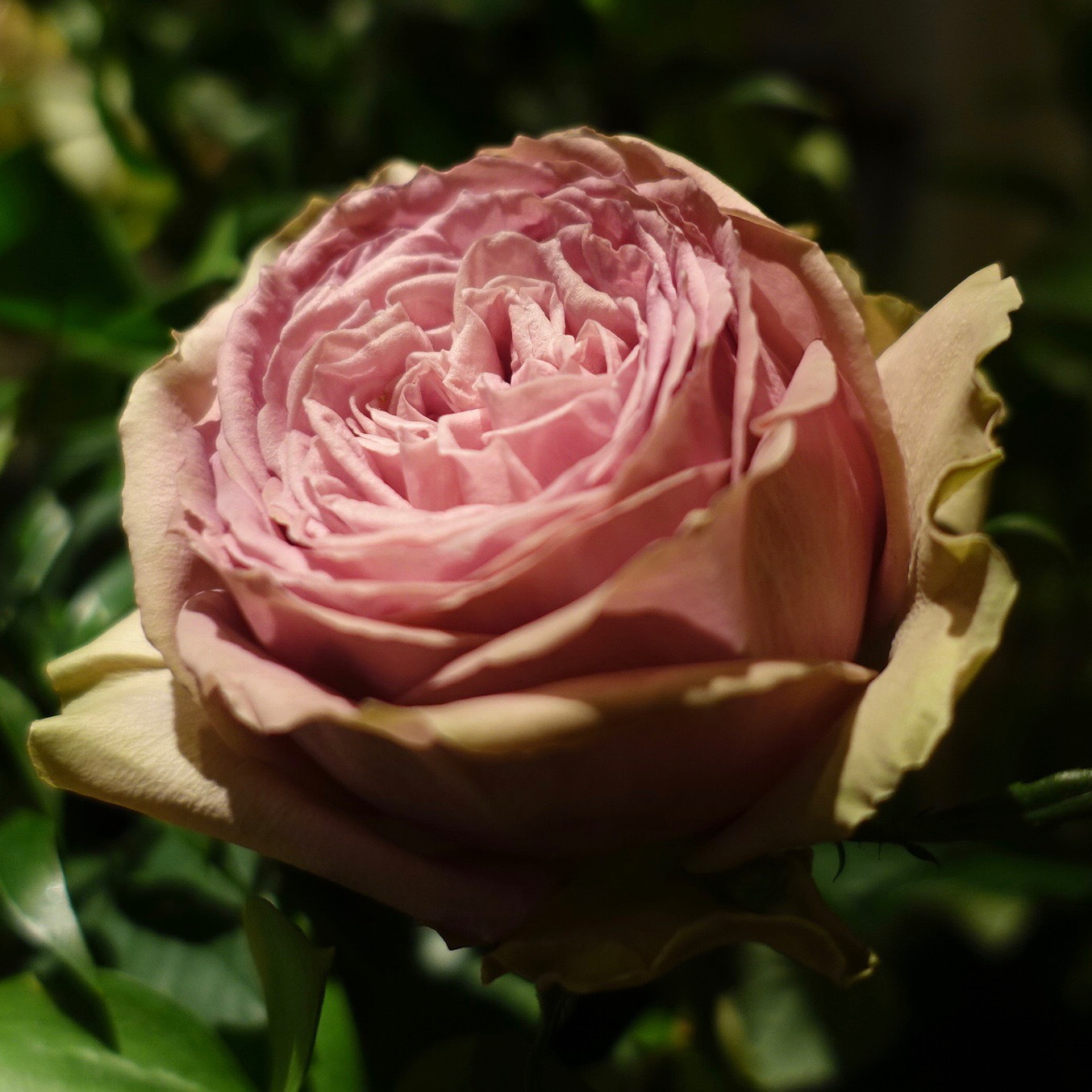 商品紹介/紫色のバラ of フラワーサロンROSY