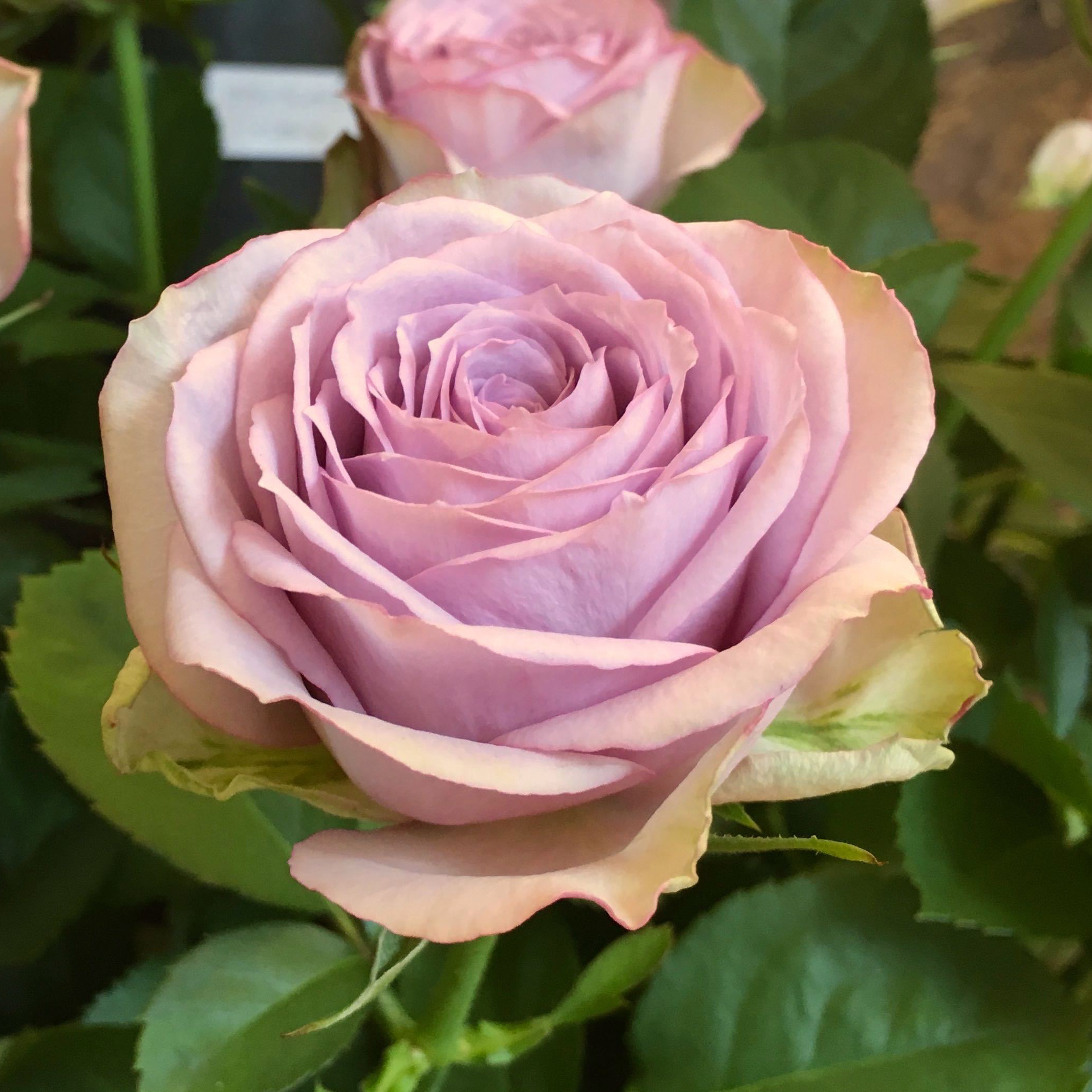 商品紹介 紫のバラ Of フラワーサロンrosy 商品紹介 紫のバラ Of フラワーサロンrosy