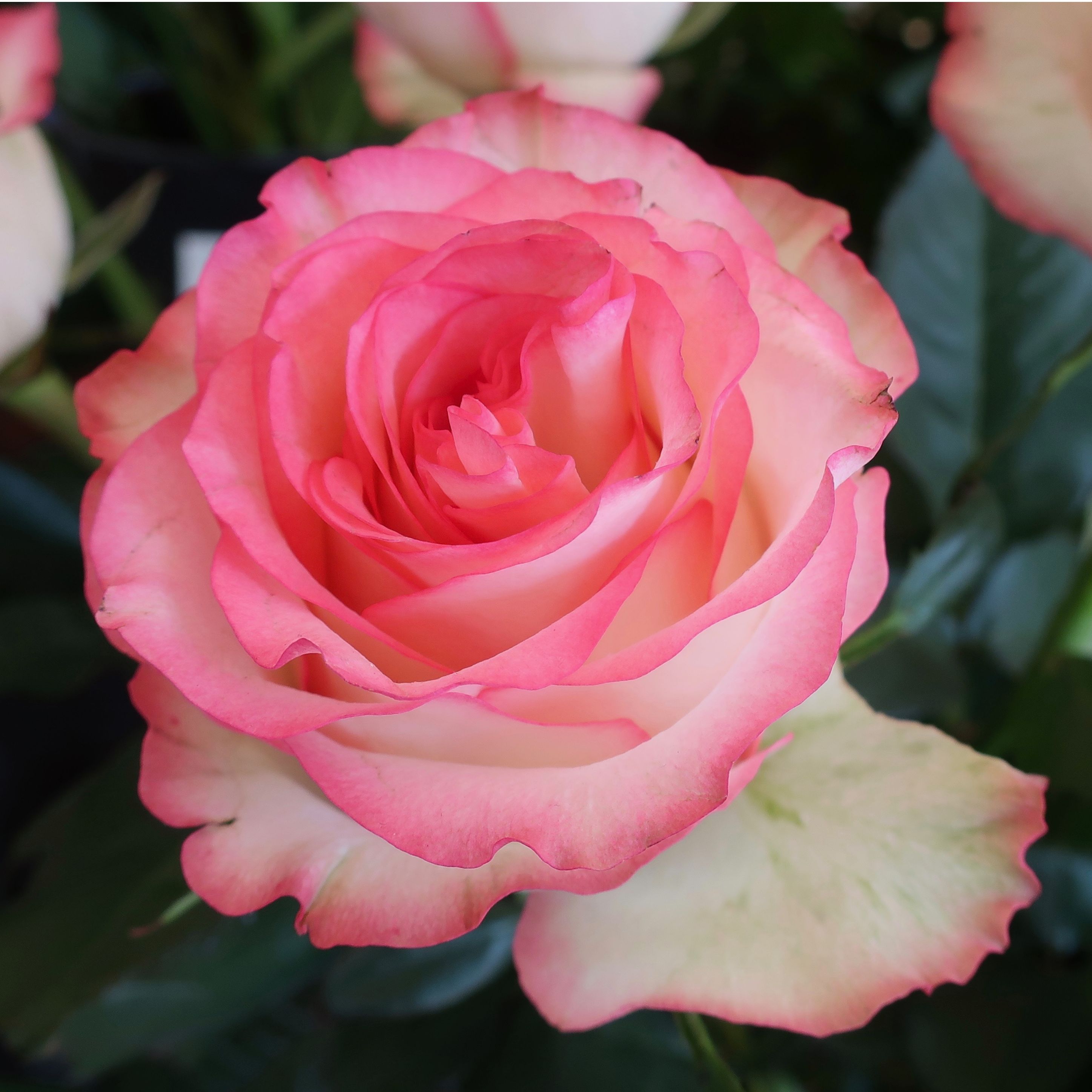 商品紹介 ミックスカラーのバラ Of フラワーサロンrosy 商品紹介 ミックスカラーのバラ Of フラワーサロンrosy