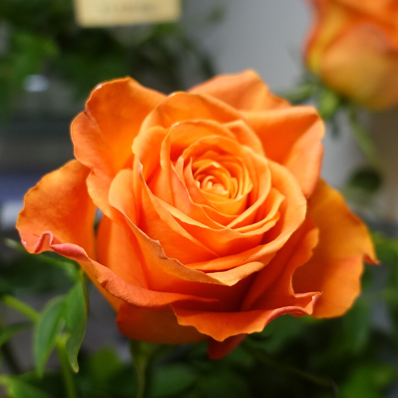 商品紹介 オレンジ色のバラ Of フラワーサロンrosy 商品紹介 オレンジ色のバラ Of フラワーサロンrosy