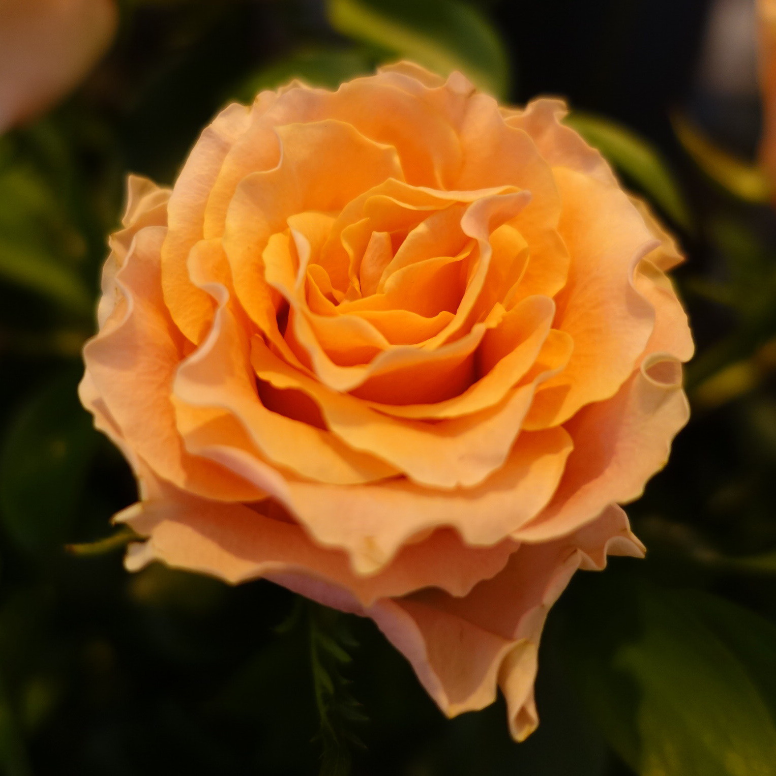 商品紹介 オレンジのバラ Of フラワーサロンrosy 商品紹介 オレンジのバラ Of フラワーサロンrosy