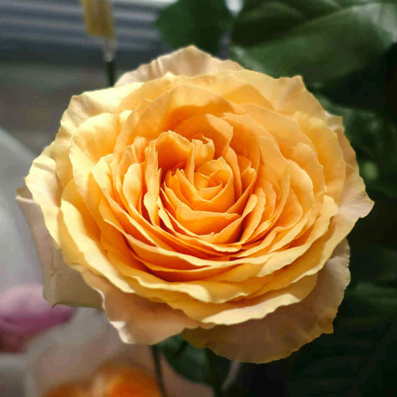 商品紹介 オレンジ色のバラ Of フラワーサロンrosy 商品紹介 オレンジ色のバラ Of フラワーサロンrosy