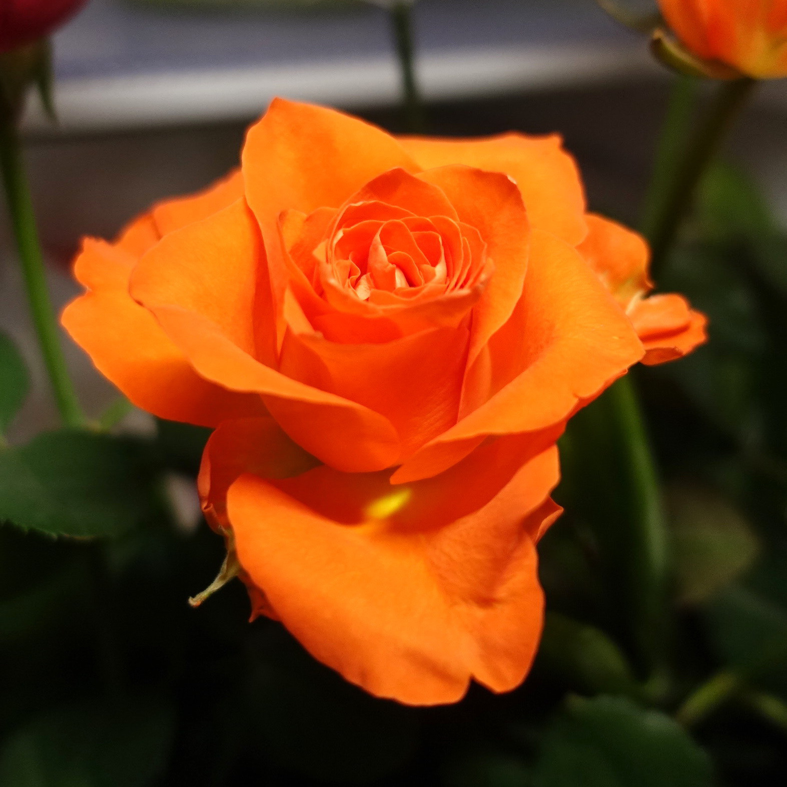 商品紹介 オレンジのバラ Of フラワーサロンrosy 商品紹介 オレンジのバラ Of フラワーサロンrosy
