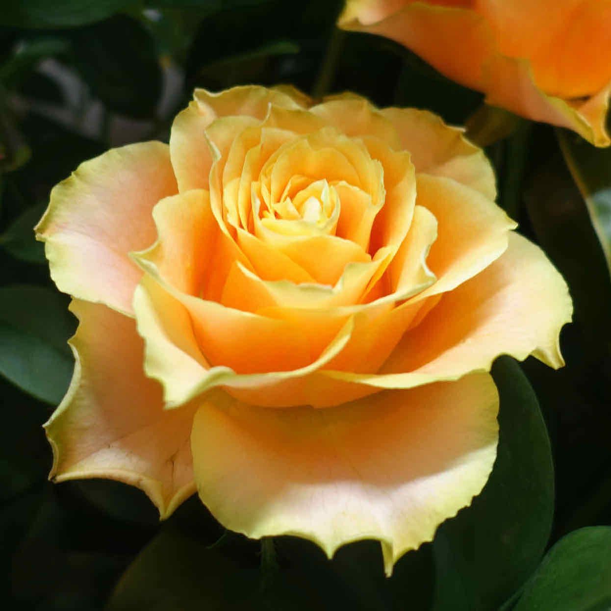 商品紹介 オレンジ色のバラ Of フラワーサロンrosy 商品紹介 オレンジ色のバラ Of フラワーサロンrosy