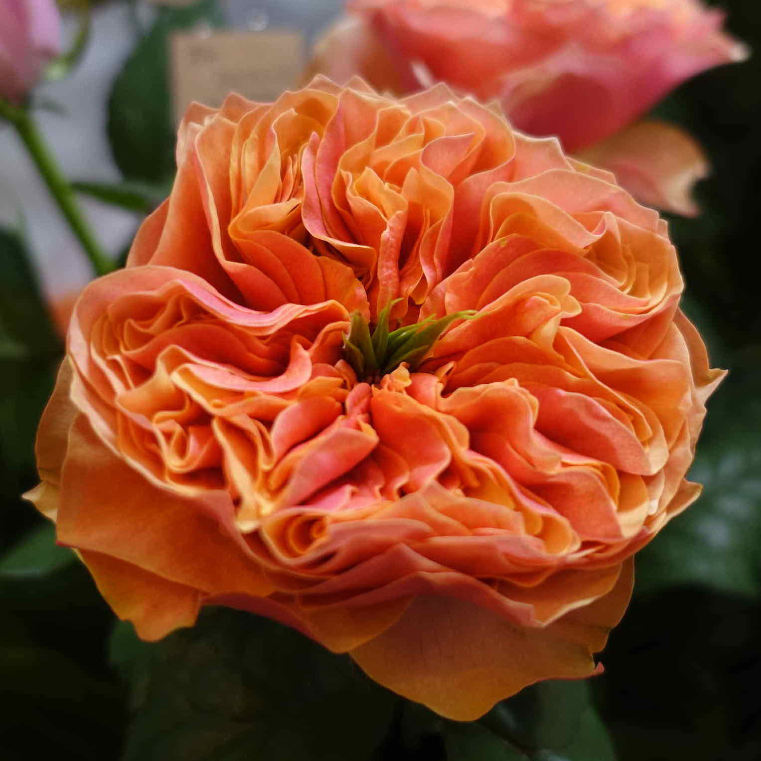 商品紹介 オレンジ色のバラ Of フラワーサロンrosy 商品紹介 オレンジ色のバラ Of フラワーサロンrosy