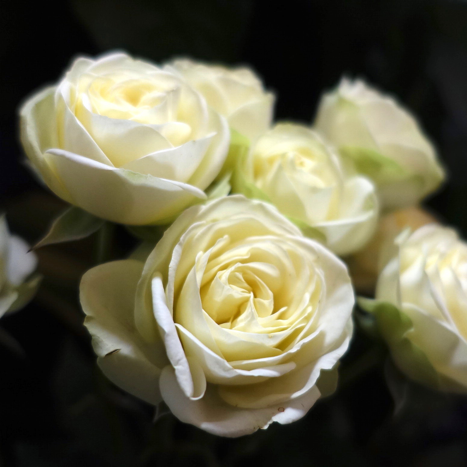 商品紹介 黄 緑のバラ Of フラワーサロンrosy 商品紹介 黄 緑のバラ Of フラワーサロンrosy