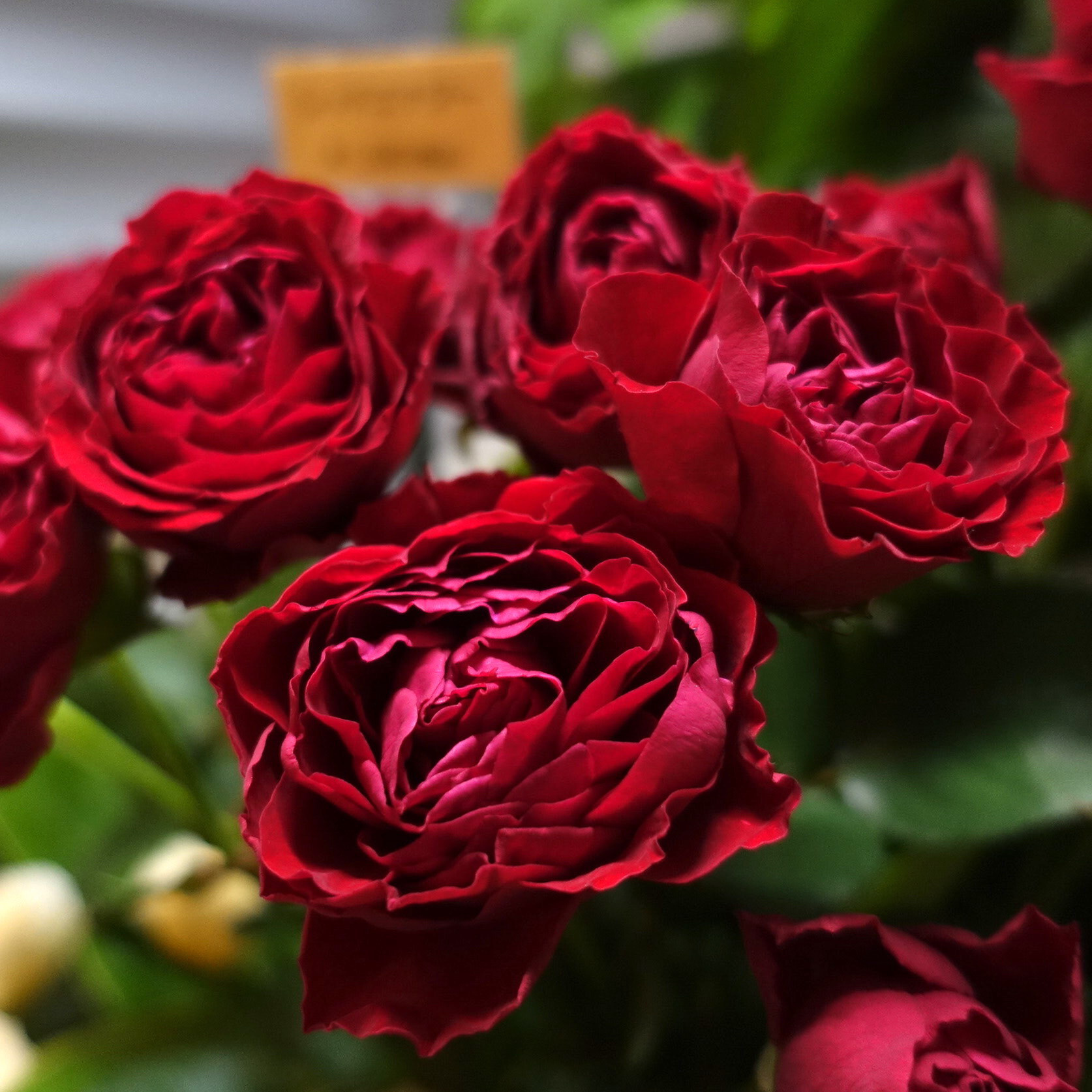 商品紹介/赤色のバラ of フラワーサロンROSY