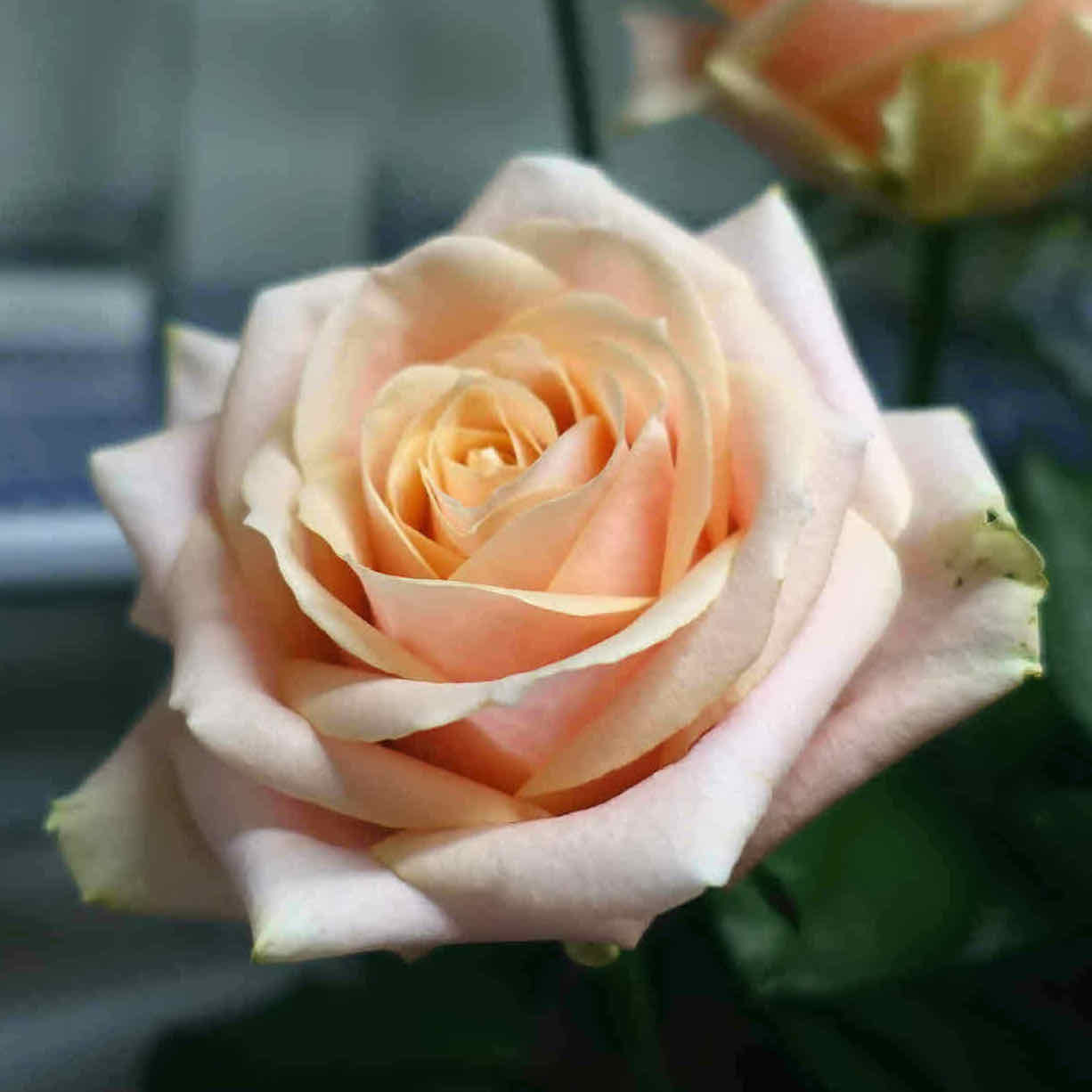 商品紹介 ピンク色のバラ Of フラワーサロンrosy 商品紹介 ピンク色のバラ Of フラワーサロンrosy