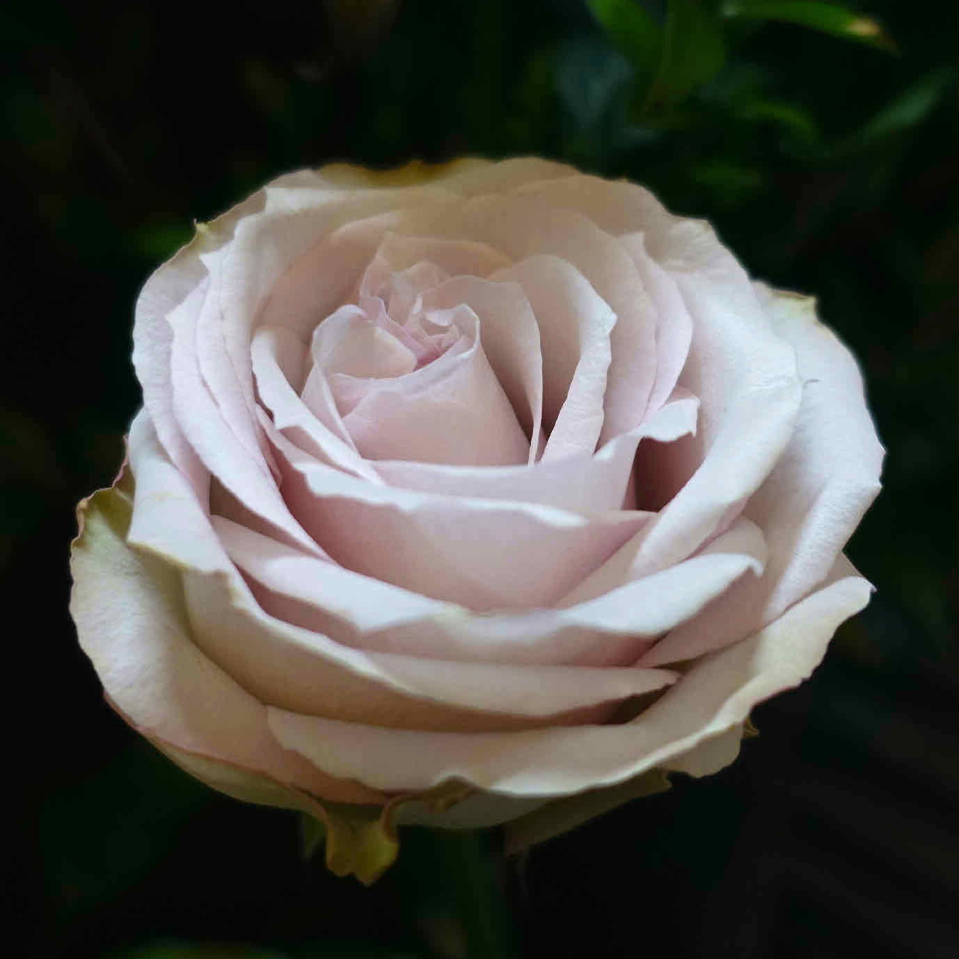 商品紹介 ピンク色のバラ Of フラワーサロンrosy 商品紹介 ピンク色のバラ Of フラワーサロンrosy