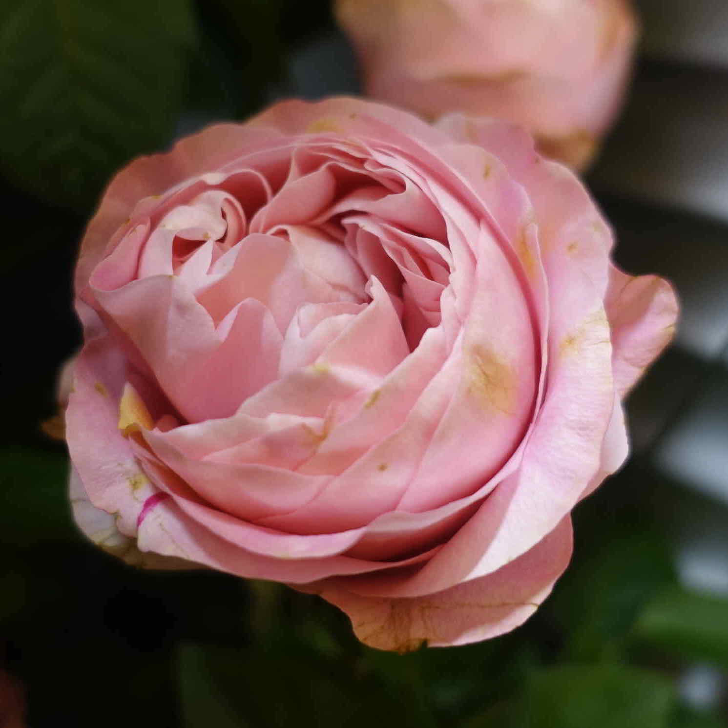 商品紹介 ピンク色のバラ Of フラワーサロンrosy 商品紹介 ピンク色のバラ Of フラワーサロンrosy