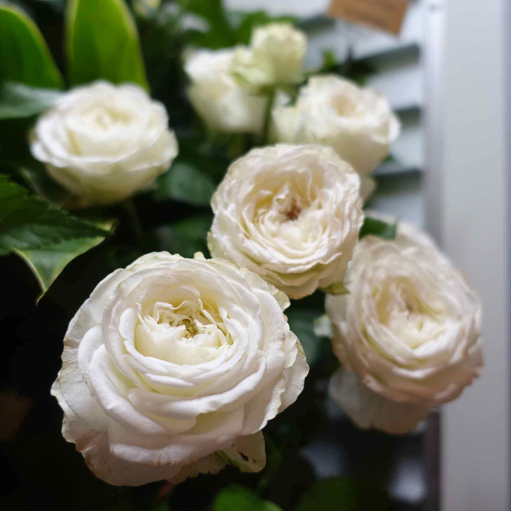 商品紹介 白色のバラ Of フラワーサロンrosy 商品紹介 白色のバラ Of フラワーサロンrosy