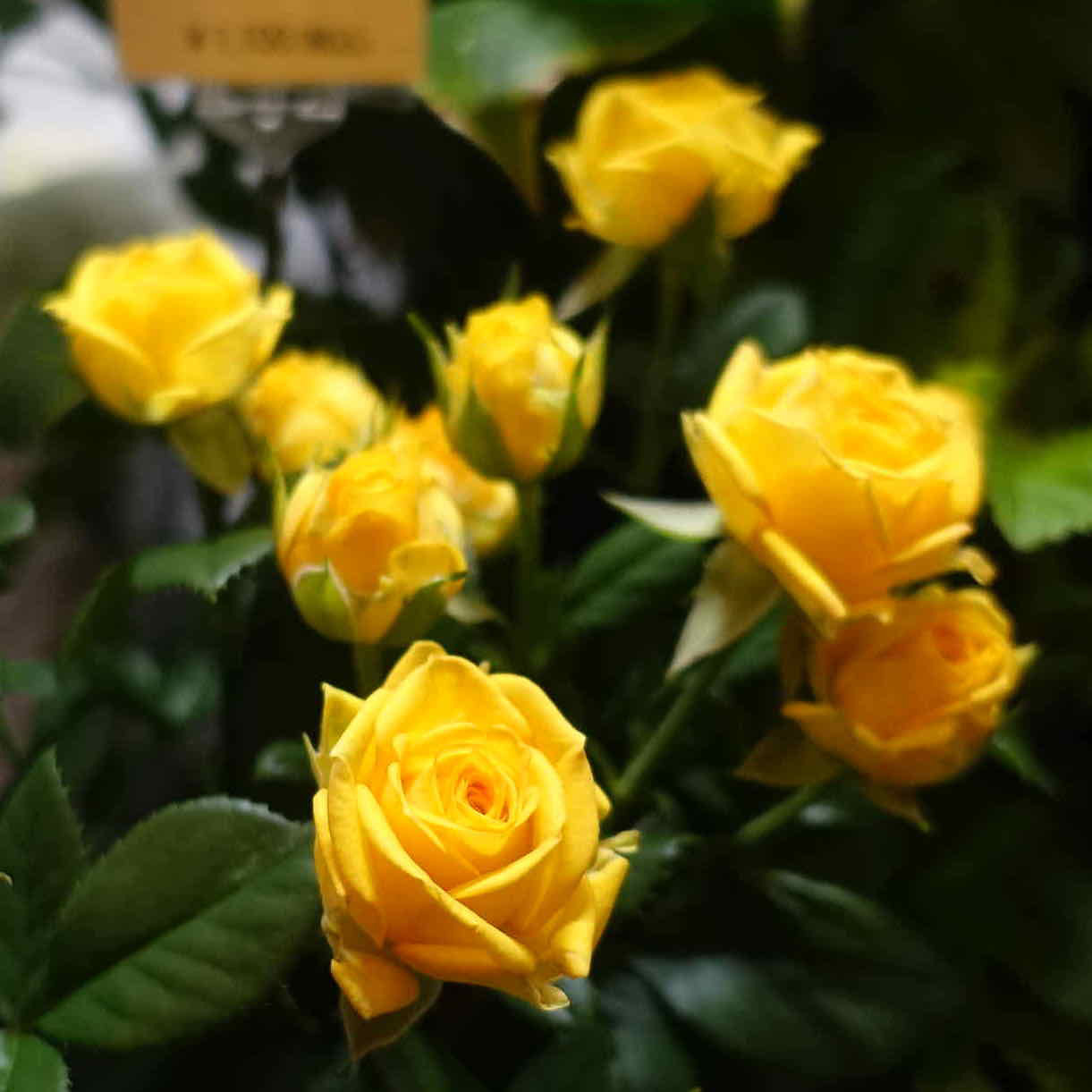 商品紹介 黄色のバラ Of フラワーサロンrosy 商品紹介 黄色のバラ Of フラワーサロンrosy