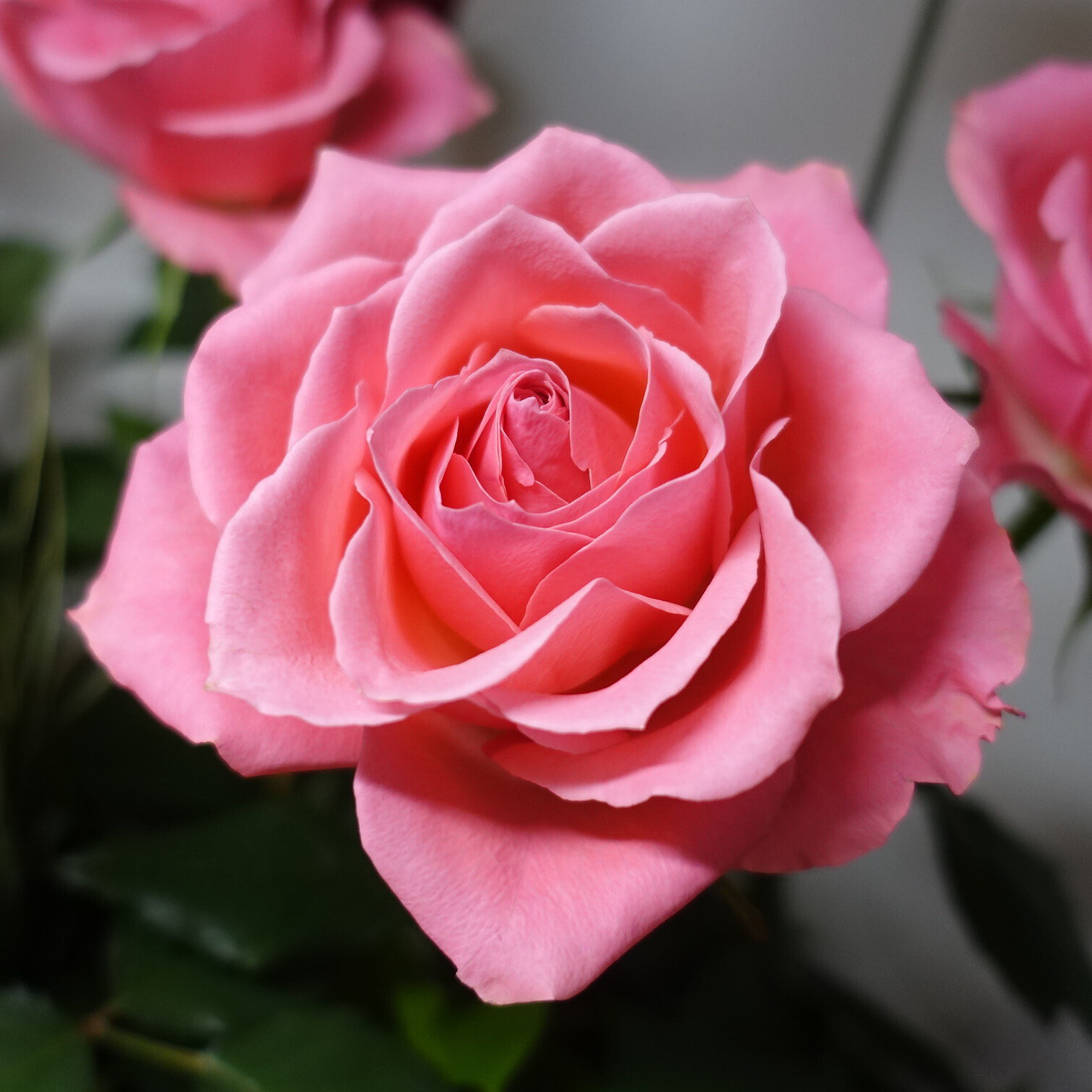 商品紹介 ピンク色のバラ Of フラワーサロンrosy 商品紹介 ピンク色のバラ Of フラワーサロンrosy