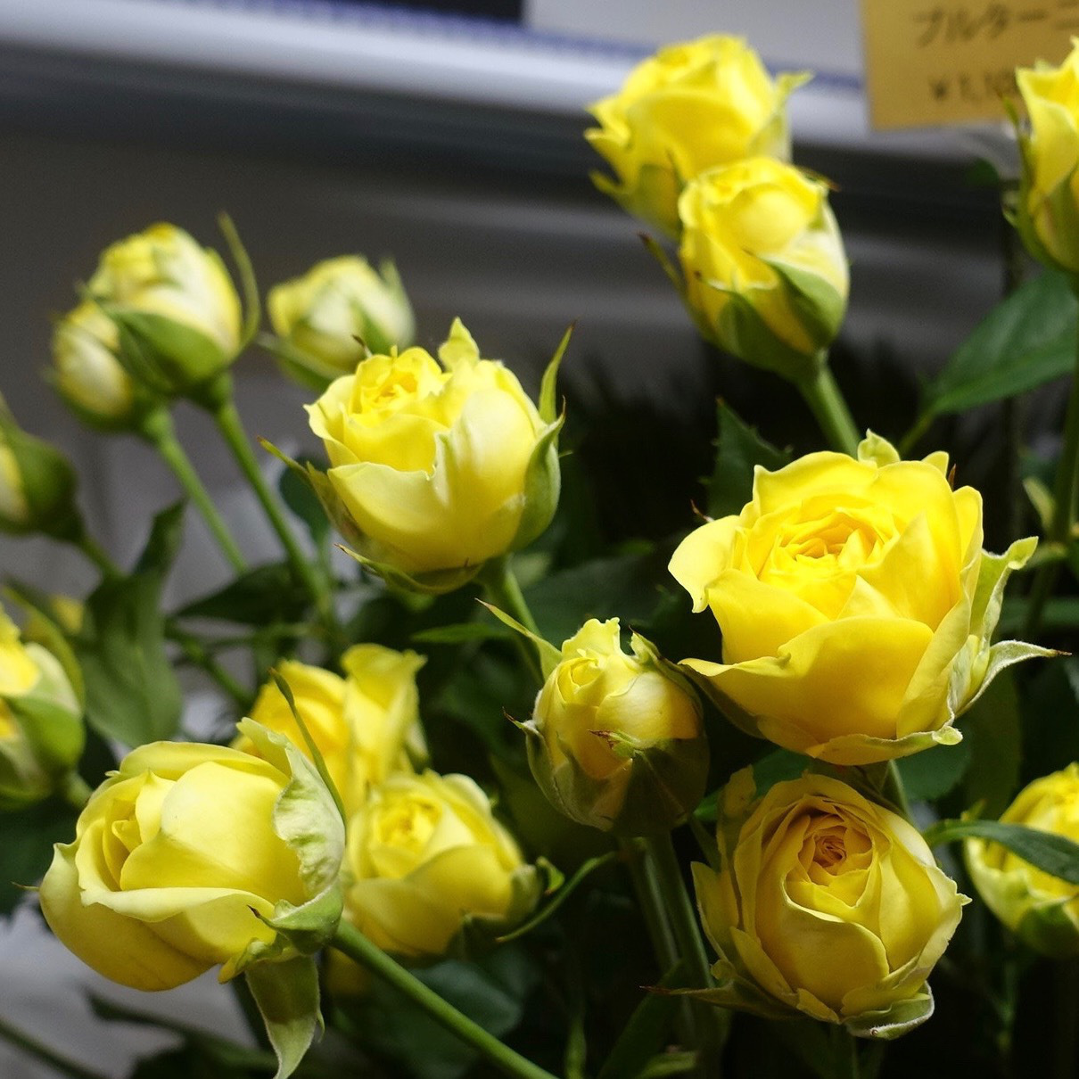 商品紹介 黄色のバラ Of フラワーサロンrosy 商品紹介 黄色のバラ Of フラワーサロンrosy