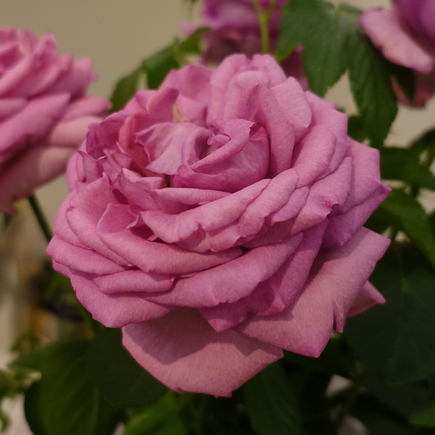 商品紹介 ピンク色のバラ Of フラワーサロンrosy 商品紹介 ピンク色のバラ Of フラワーサロンrosy