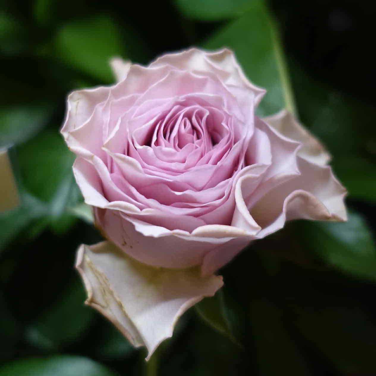 商品紹介 紫のバラ Of フラワーサロンrosy 商品紹介 紫のバラ Of フラワーサロンrosy