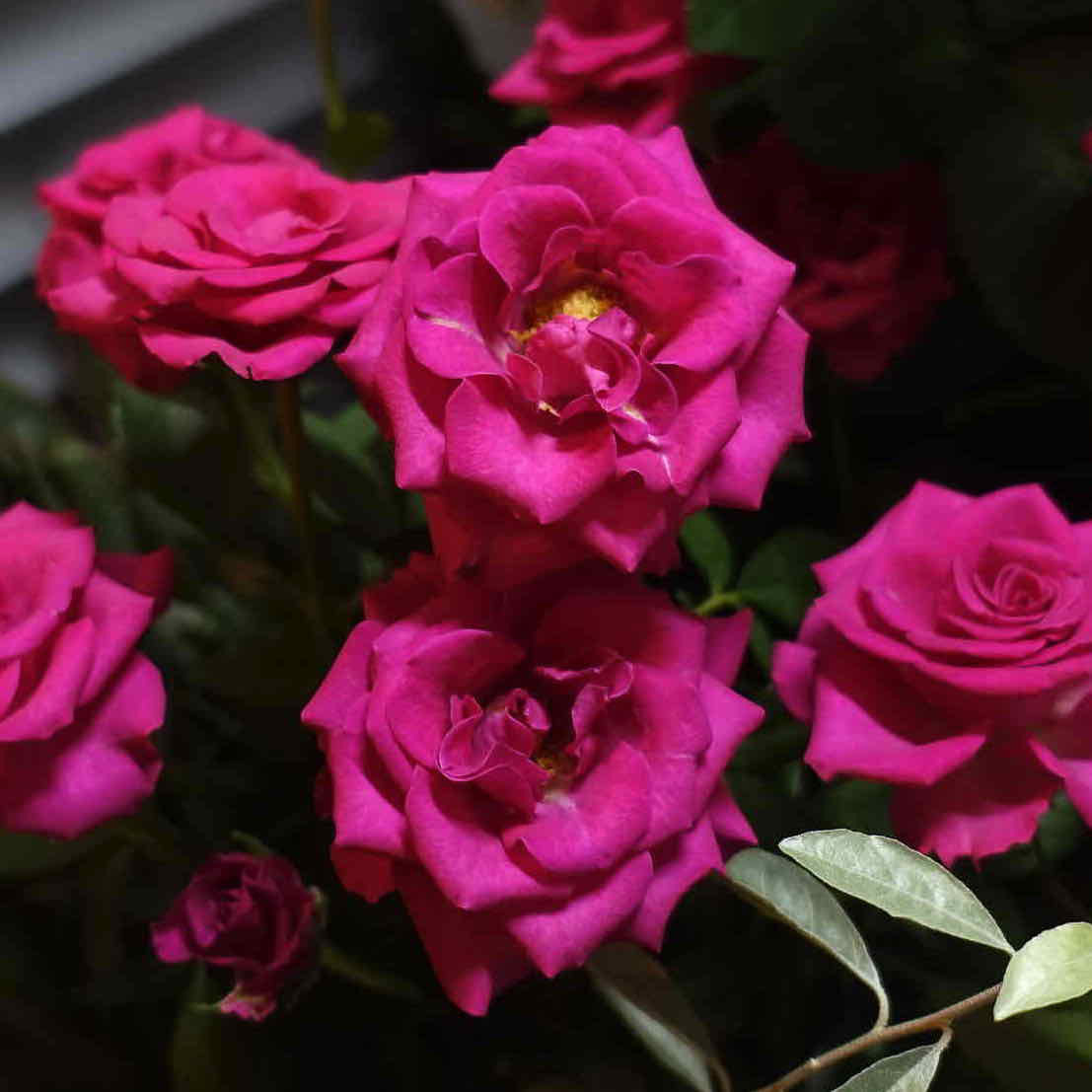 商品紹介 ピンク色のバラ Of フラワーサロンrosy 商品紹介 ピンク色のバラ Of フラワーサロンrosy