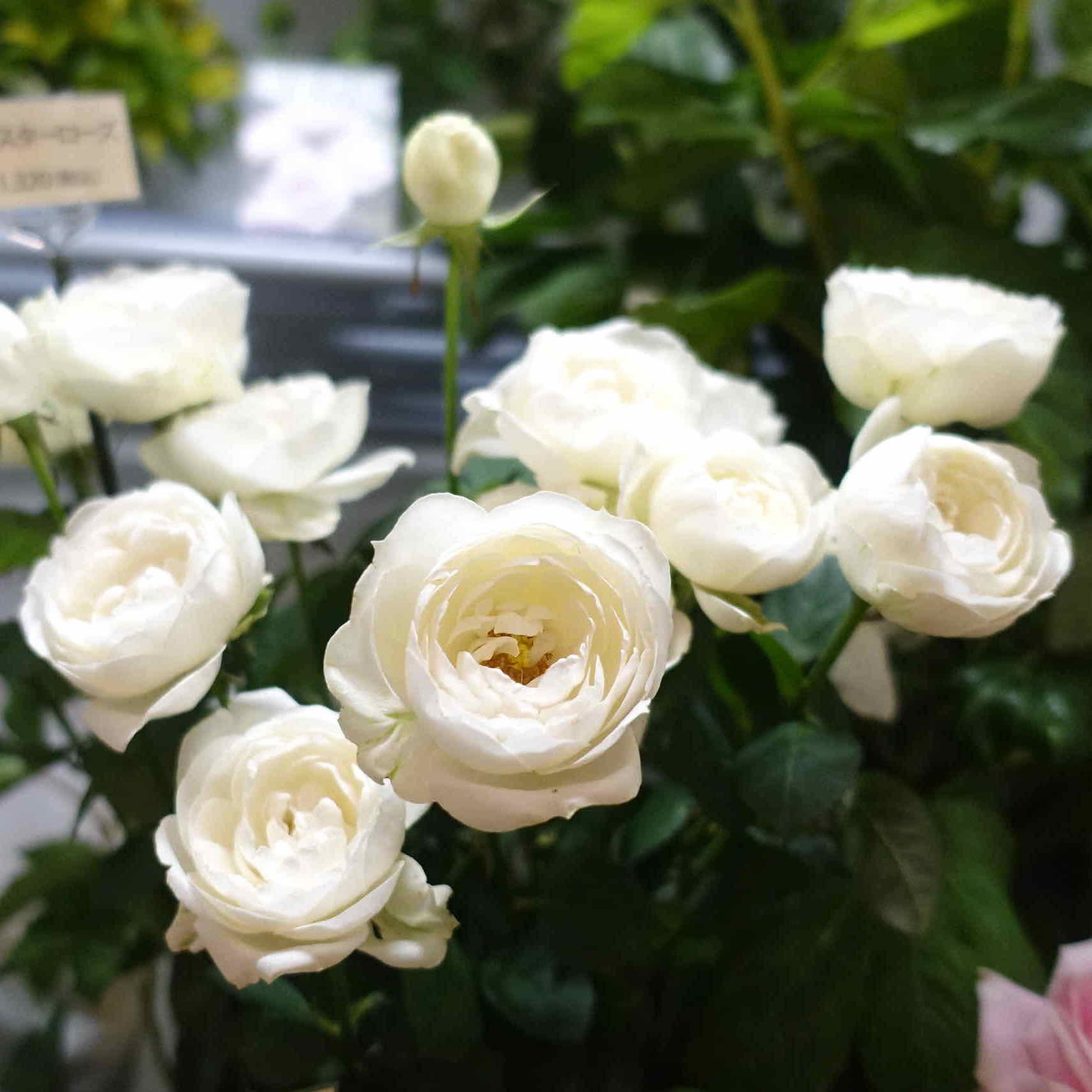 商品紹介 白のバラ Of フラワーサロンrosy 商品紹介 白のバラ Of フラワーサロンrosy