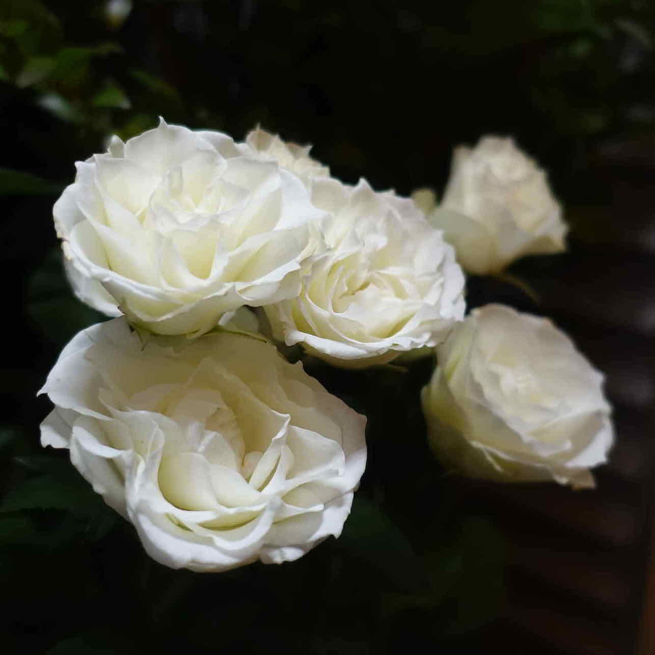 商品紹介 白のバラ Of フラワーサロンrosy 商品紹介 白のバラ Of フラワーサロンrosy