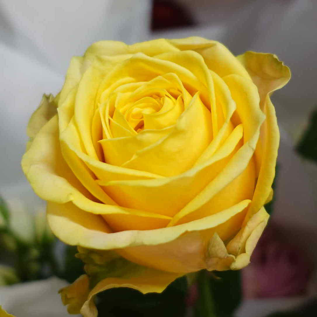 商品紹介 黄色のバラ Of フラワーサロンrosy 商品紹介 黄色のバラ Of フラワーサロンrosy
