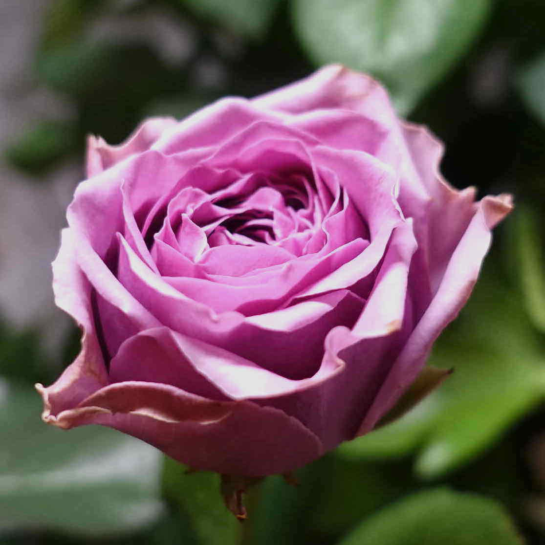 240円 最新アイテム バラのバレッタ 薔薇 上品 紫 ラメ サーモンピンク 240円 最新アイテム バラのバレッタ 薔薇 上品 紫 ラメ サーモンピンク