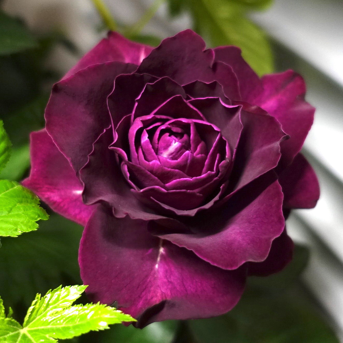 商品紹介 紫色のバラ Of フラワーサロンrosy 商品紹介 紫色のバラ Of フラワーサロンrosy