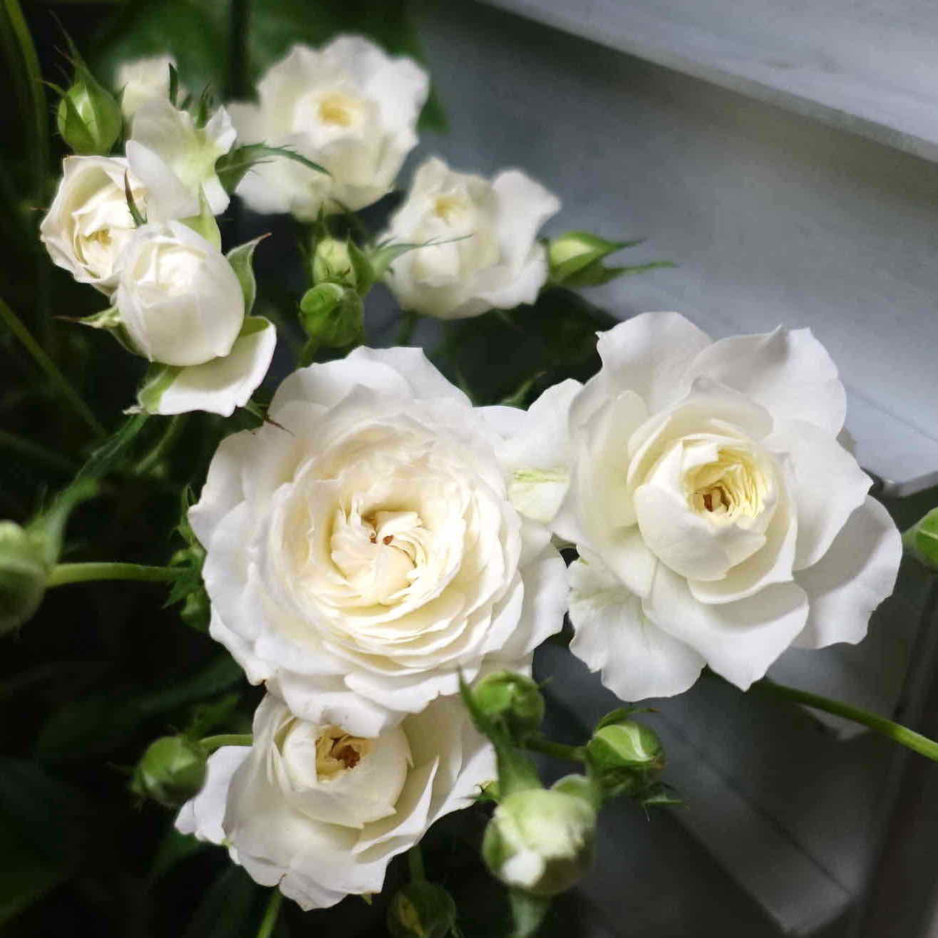 商品紹介 白色のバラ Of フラワーサロンrosy 商品紹介 白色のバラ Of フラワーサロンrosy