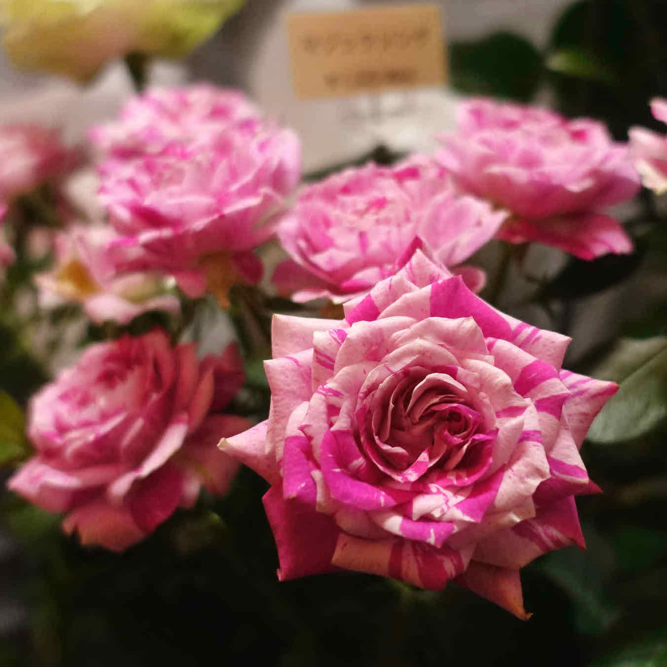商品紹介 ミックスカラーのバラ Of フラワーサロンrosy 商品紹介 ミックスカラーのバラ Of フラワーサロンrosy