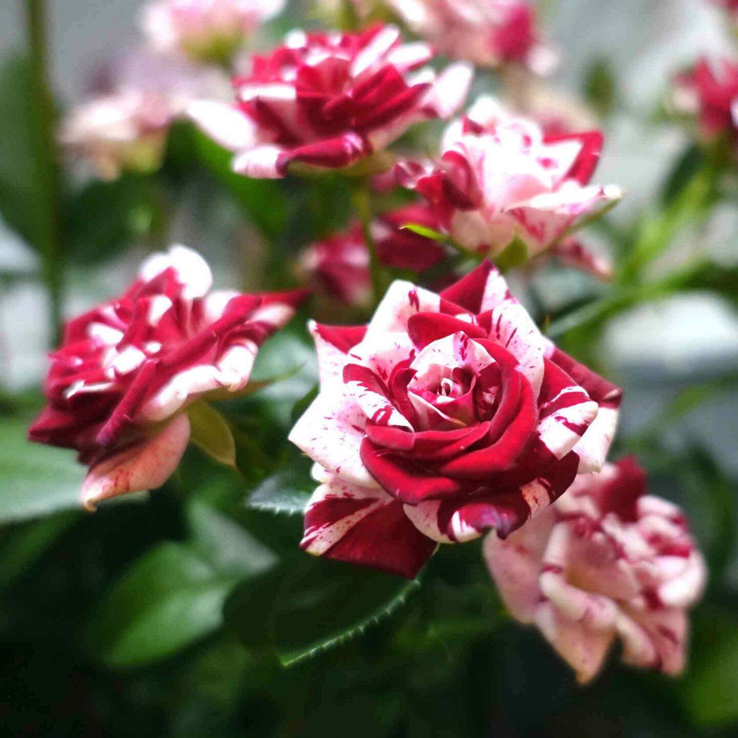 商品紹介 ミックスカラーのバラ Of フラワーサロンrosy 商品紹介 ミックスカラーのバラ Of フラワーサロンrosy