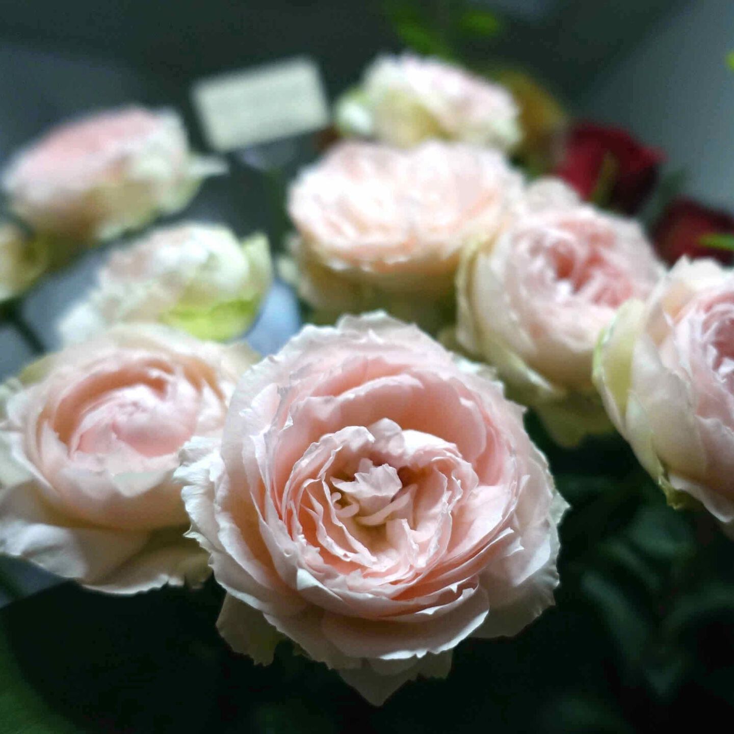 商品紹介/白色のバラ of フラワーサロンROSY