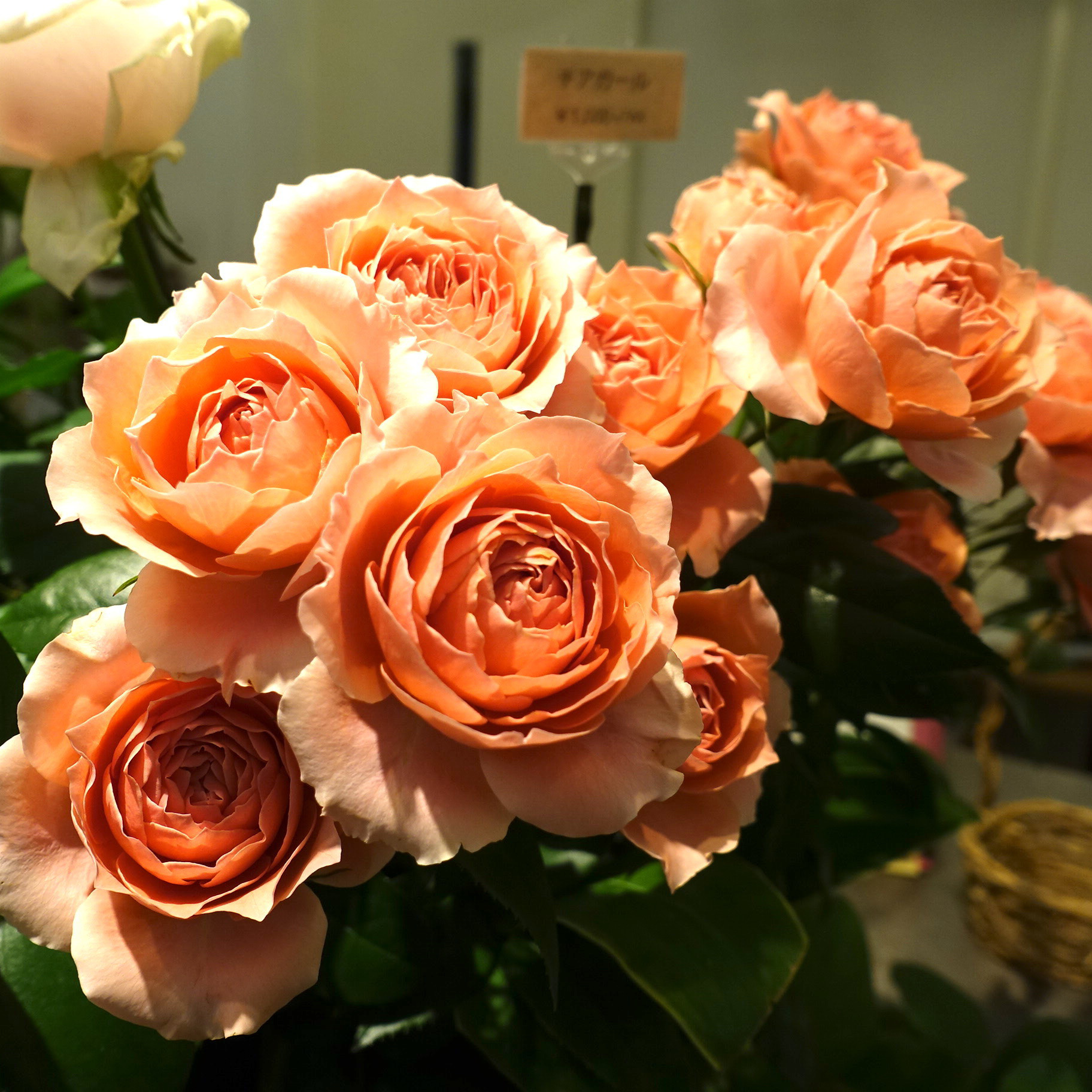 商品紹介 ピンク色のバラ Of フラワーサロンrosy 商品紹介 ピンク色のバラ Of フラワーサロンrosy