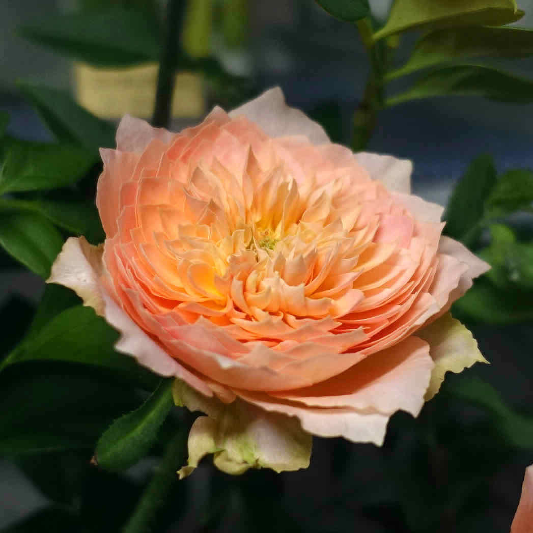 商品紹介 ピンク色のバラ Of フラワーサロンrosy 商品紹介 ピンク色のバラ Of フラワーサロンrosy