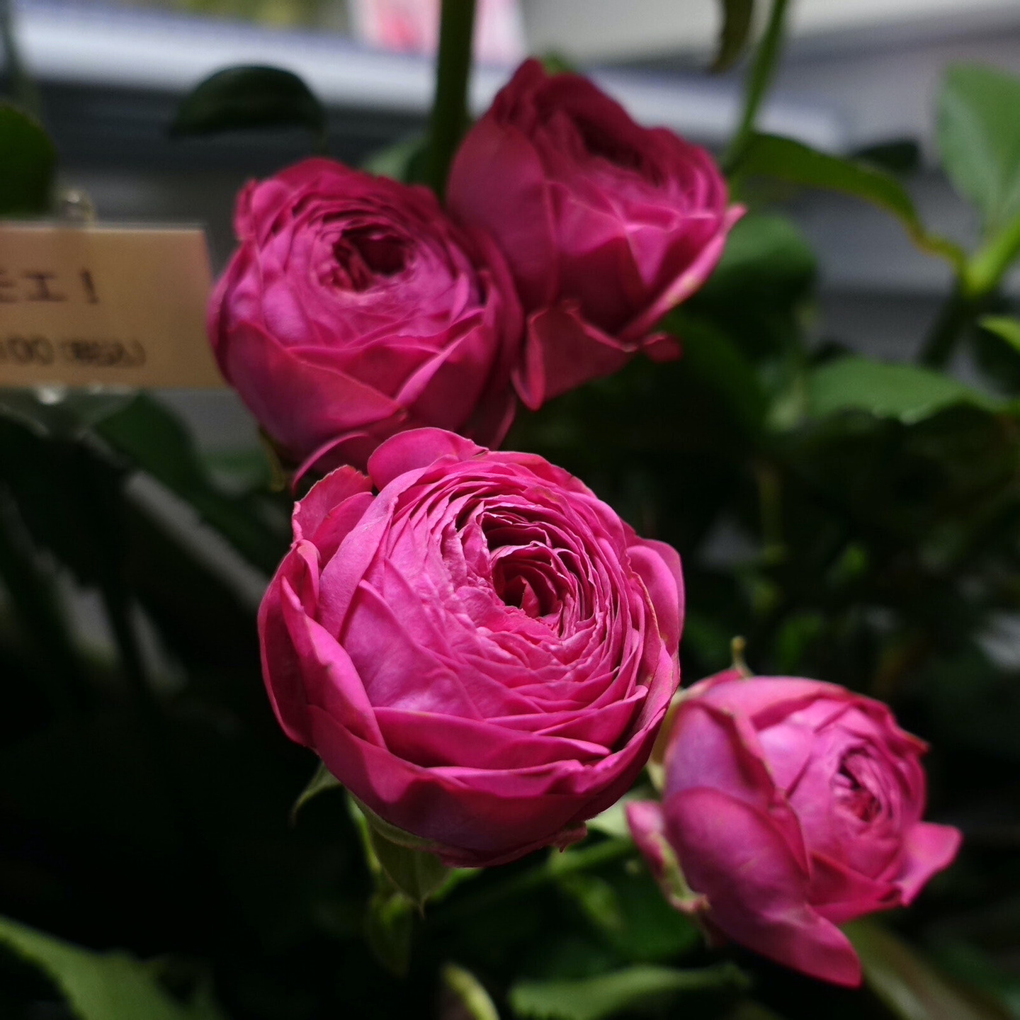 商品紹介/ピンク色のバラ of フラワーサロンROSY