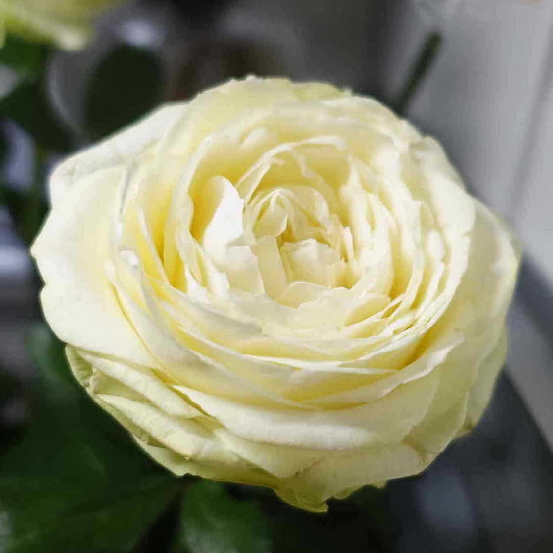商品紹介/白色のバラ of フラワーサロンROSY