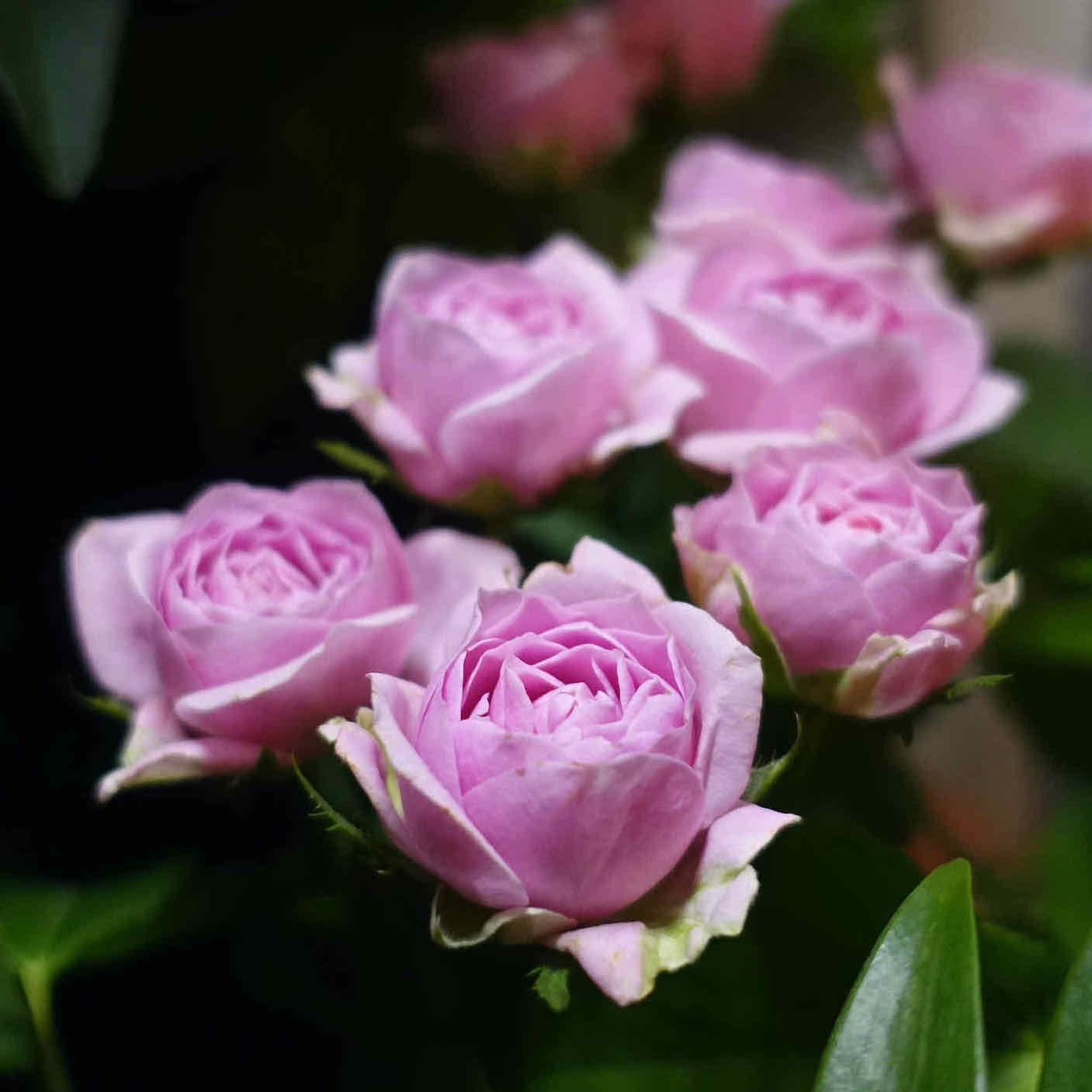 商品紹介/ピンク色のバラ of フラワーサロンROSY