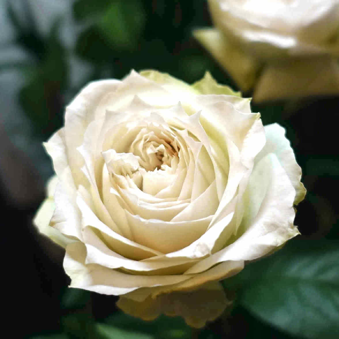 商品紹介/白色のバラ of フラワーサロンROSY